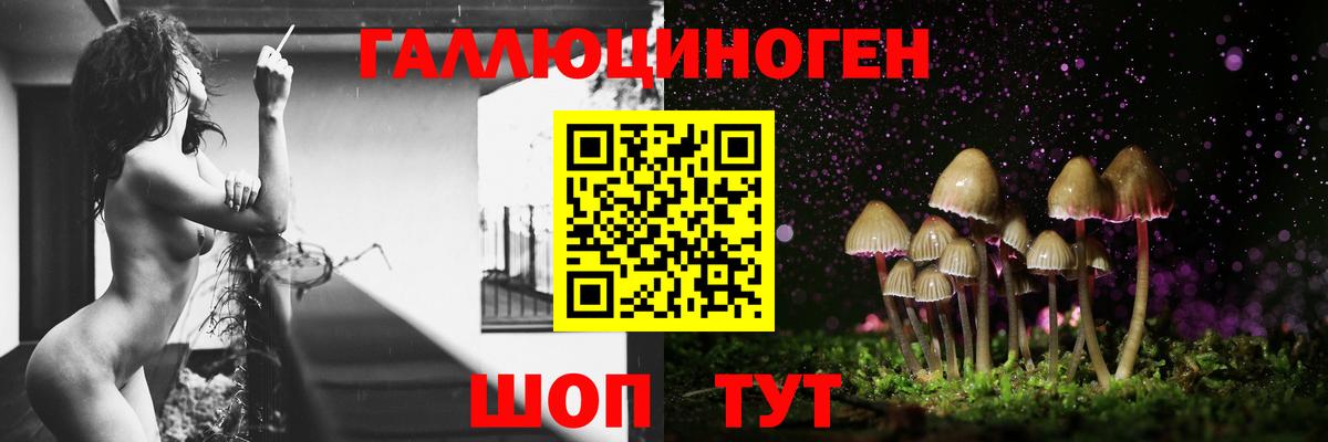 Малгобек  магазин продажи наркотиков  Псилоцибиновые грибы GOLDEN TEACHER  Вход с VPN  Псилоцибиновые грибы прущие грибы 